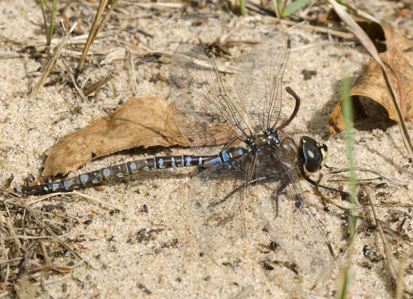 Aeshna canadensis