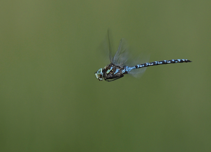 Aeshna canadensis