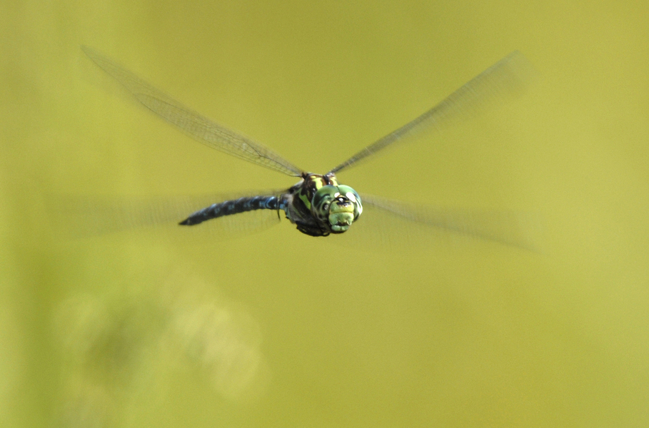 Aeshna canadensis