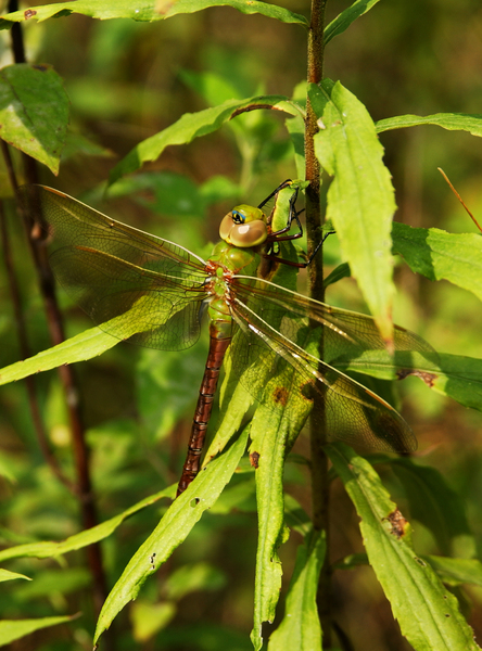 Anax junius