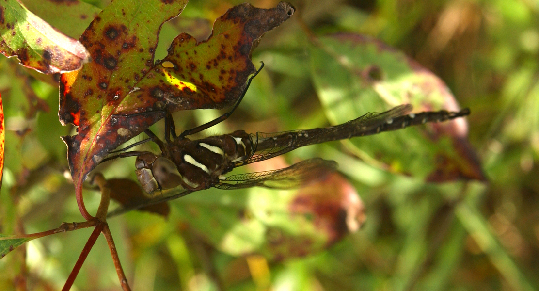 Eumetazoa