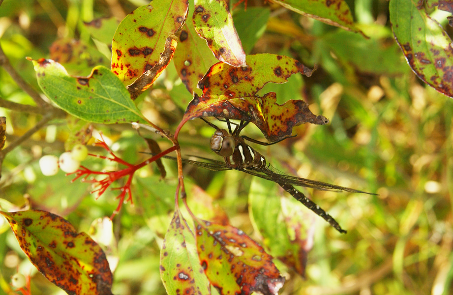 Eumetazoa