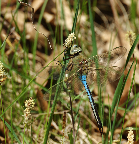 Anax junius