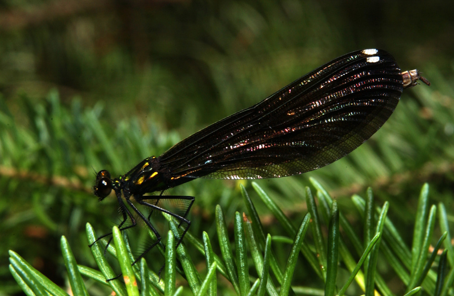 Calopteryx