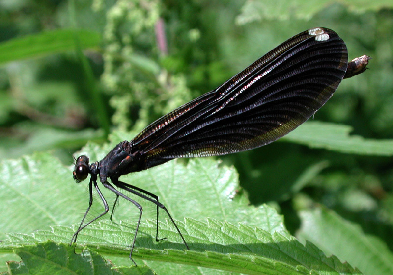 calopteryx_maculata_male