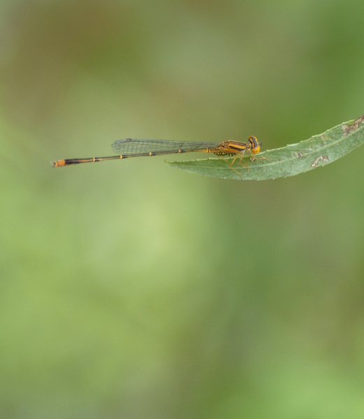 Coenagrionidae