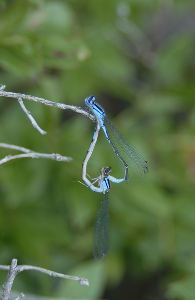 Eumetazoa