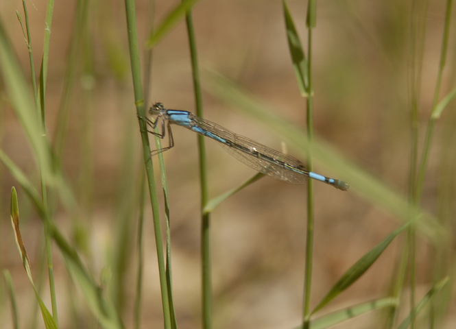 Photo of Enallagma aspersum