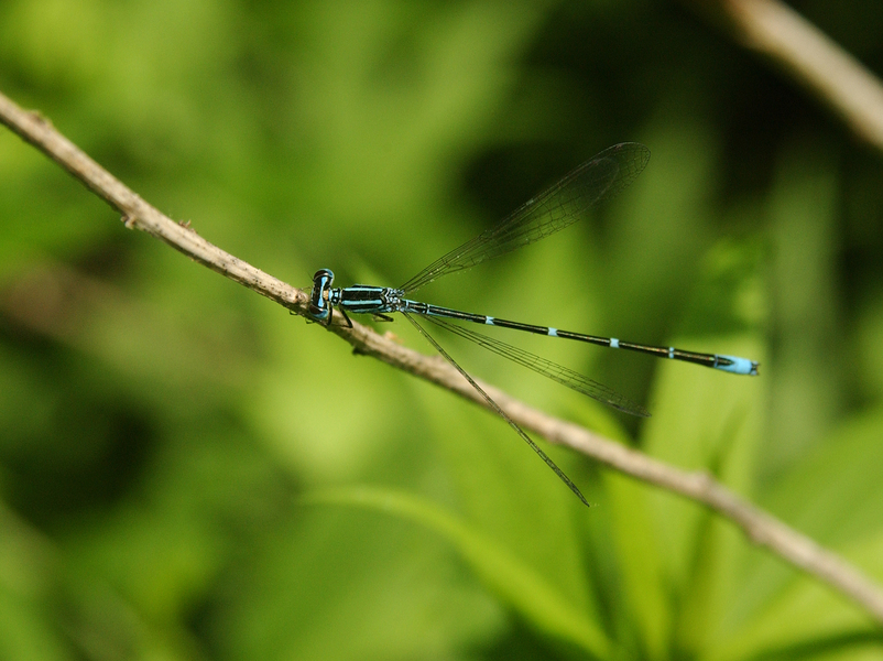 Coenagrionidae