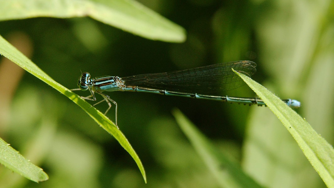 Coenagrionidae