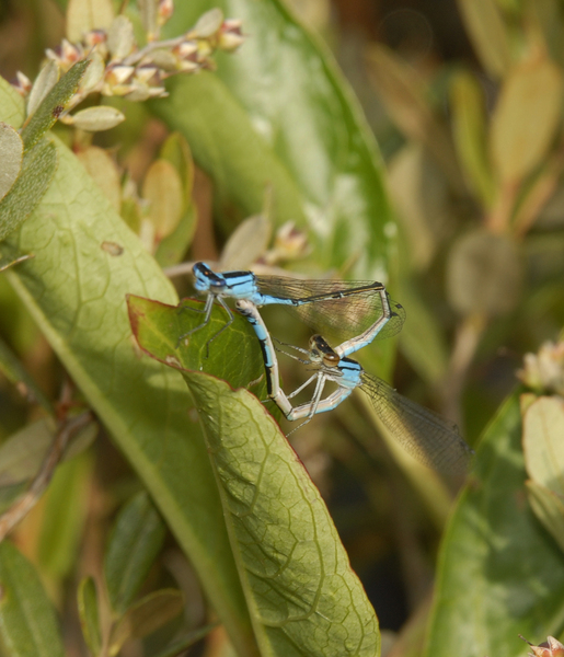 Enallagma_mating0015