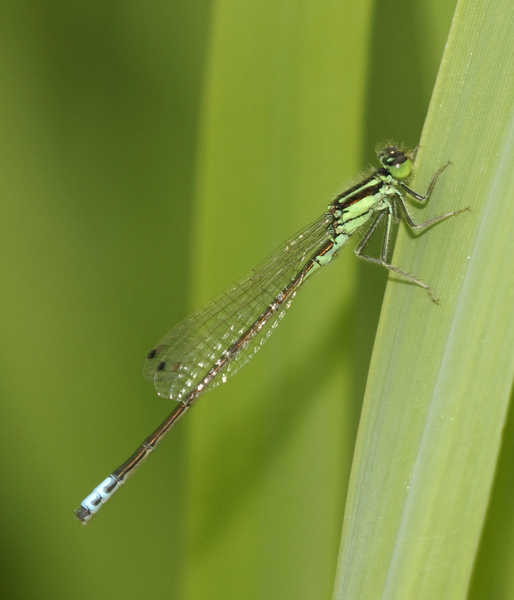 Coenagrionidae