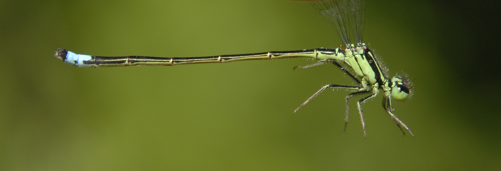 Eumetazoa