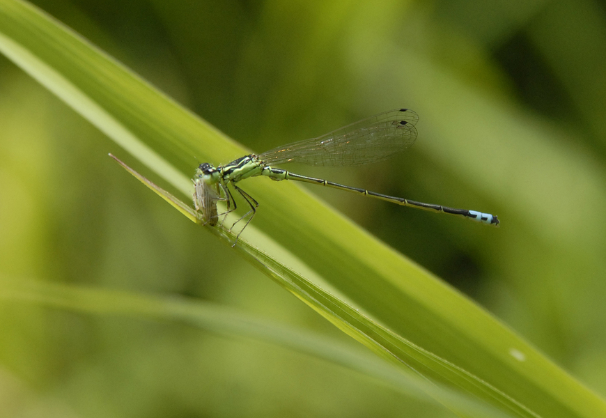 Eumetazoa