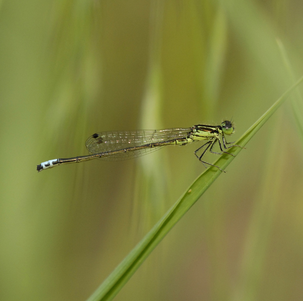 Eumetazoa