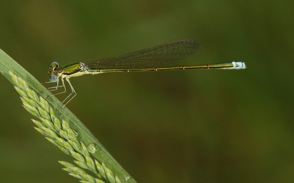 Odonata