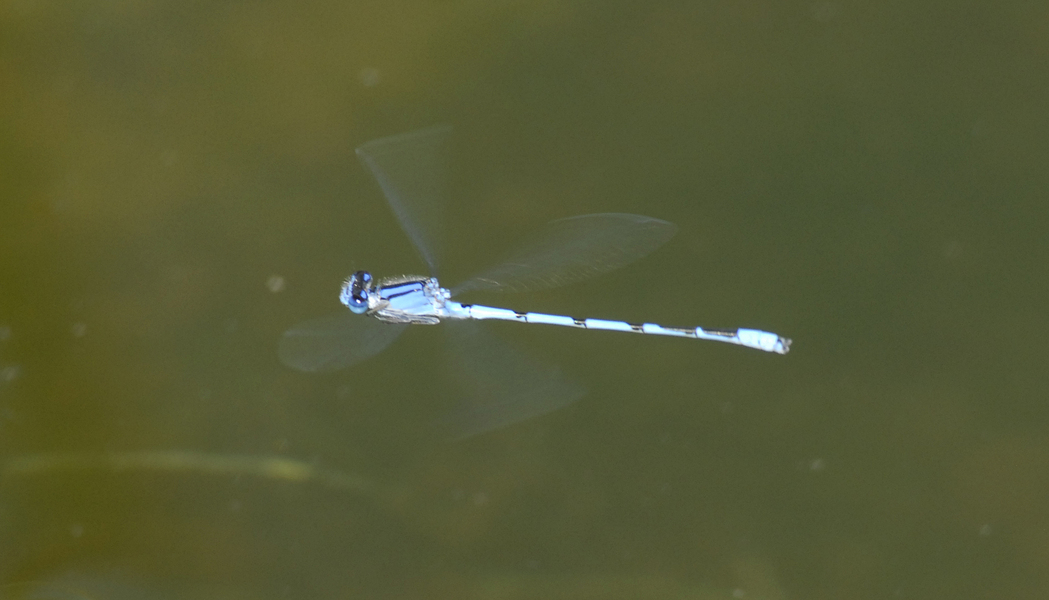 Odonata