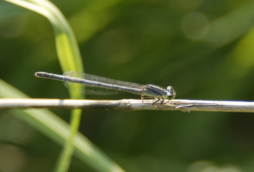 Coenagrionidae