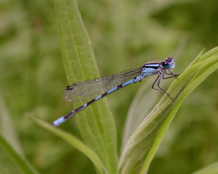 Eumetazoa