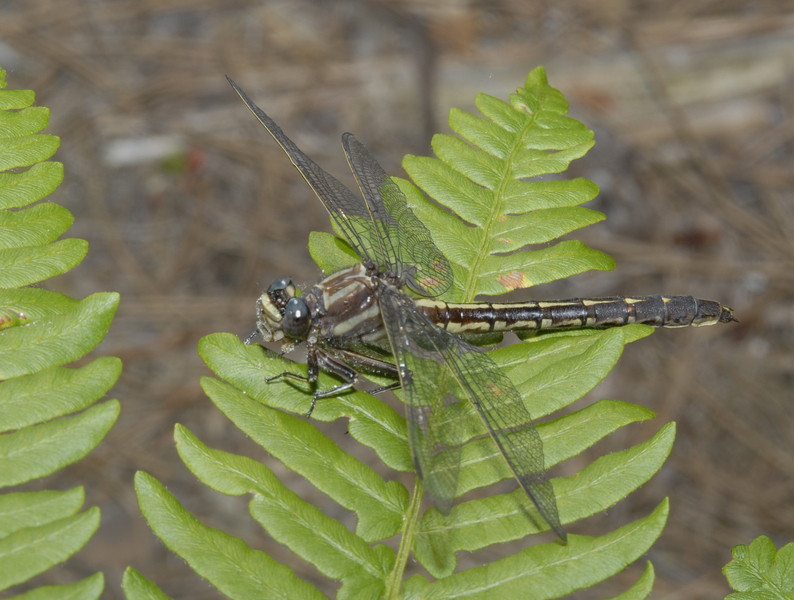 Eumetazoa