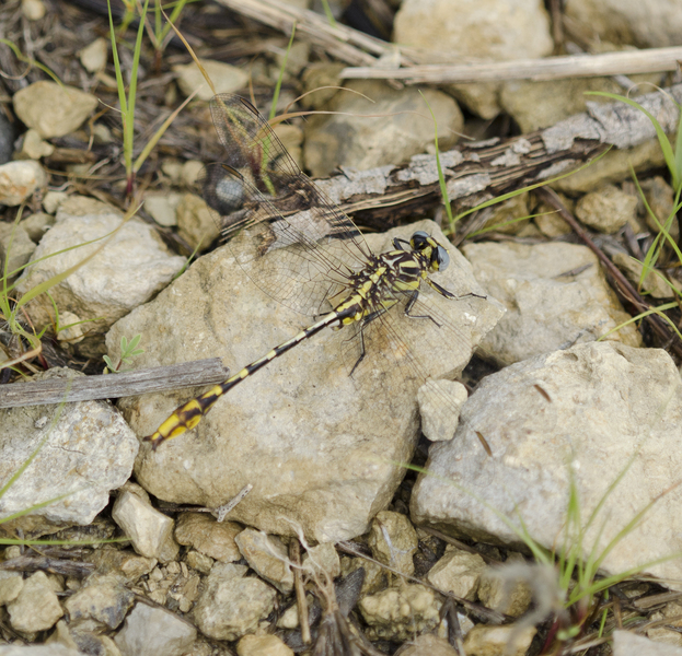 Eumetazoa