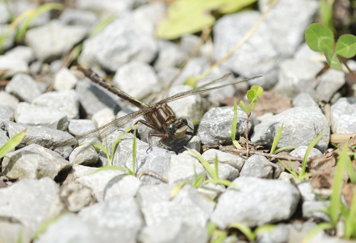 Photo of Gomphus lividus