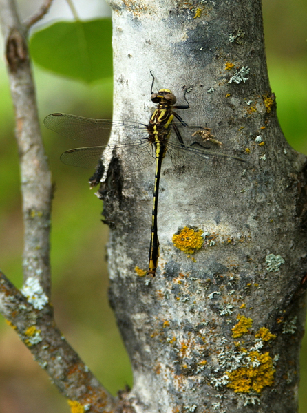 Gomphidae