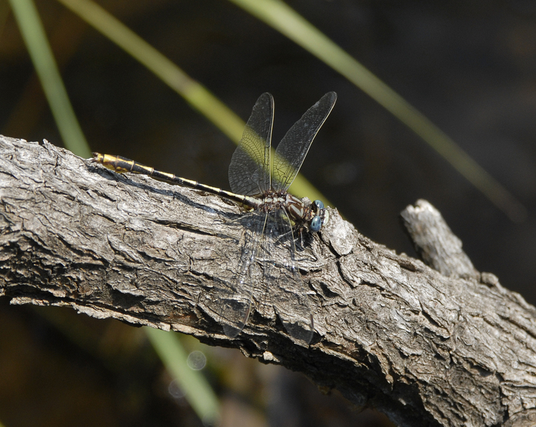 Gomphidae