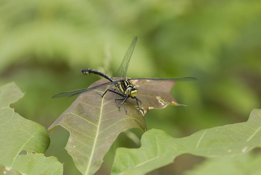 Eumetazoa