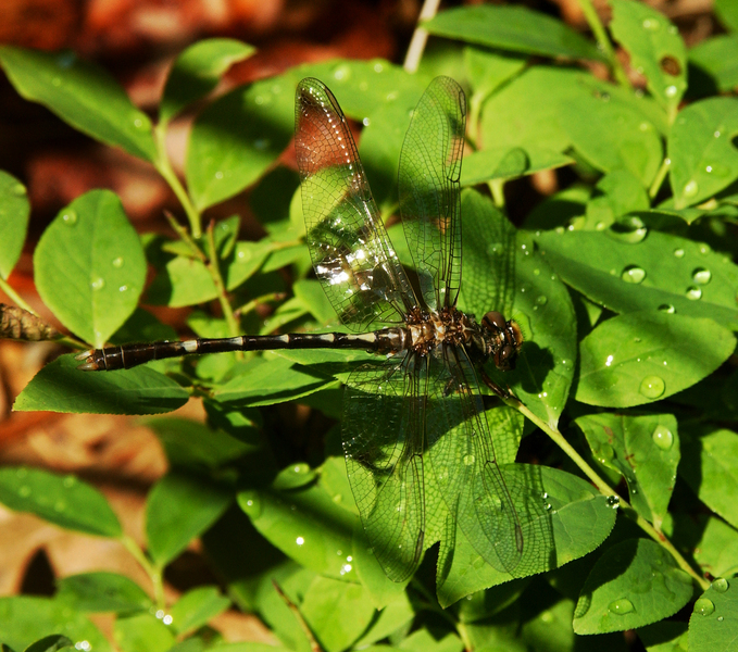 Eumetazoa