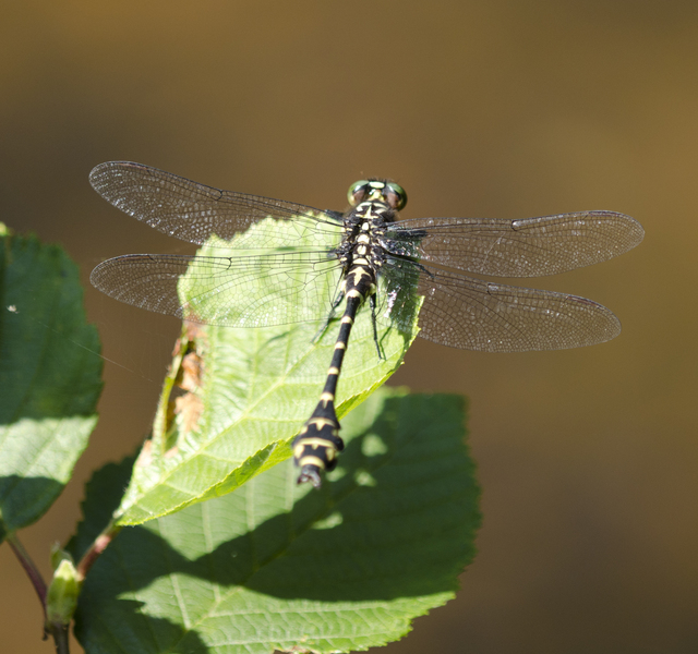 Eumetazoa