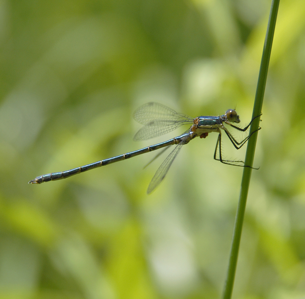 Lestes