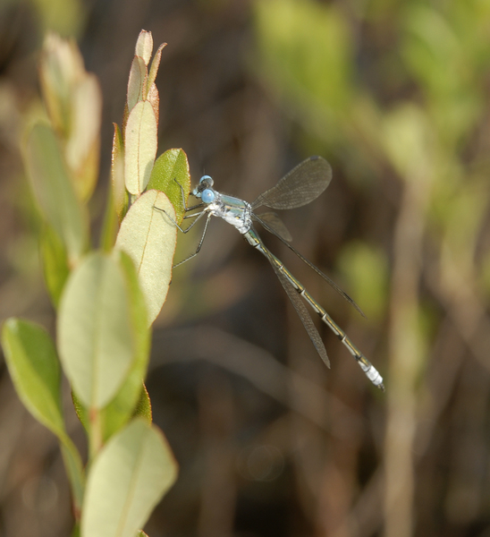 Lestes_eurinus0016