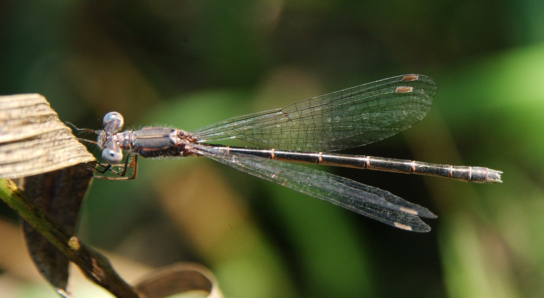 Eumetazoa