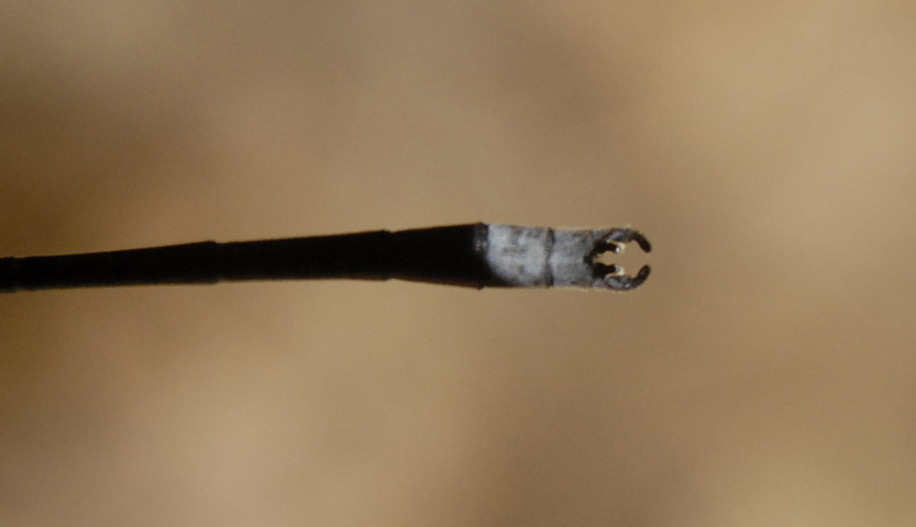 Photo of Lestes congener