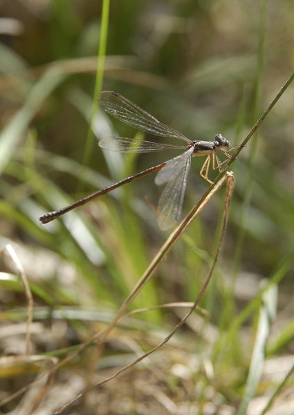 Lestes