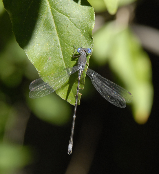 Lestes