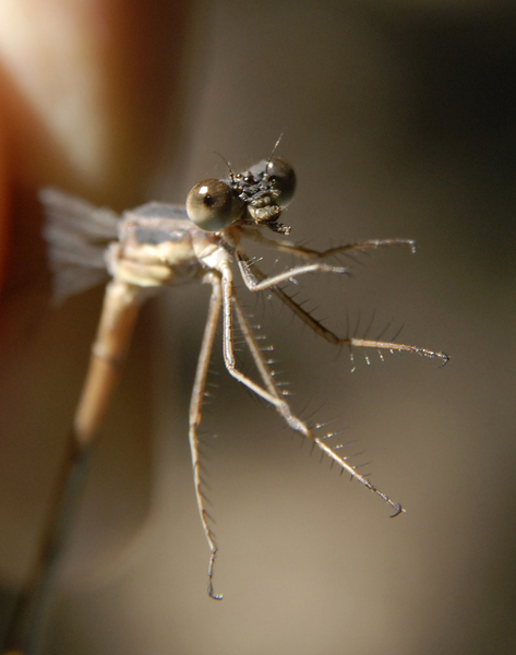 Lestes