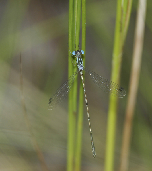 Lestes