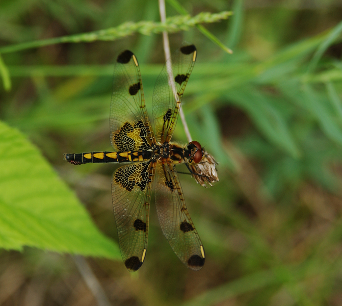 Celithemis_elisa5010