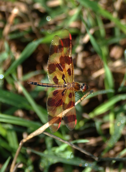 Eumetazoa