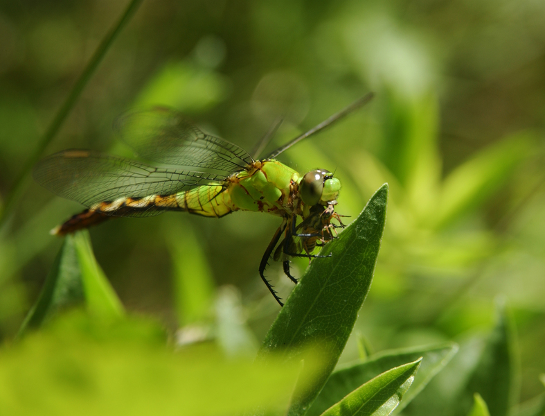 Libelluloidea