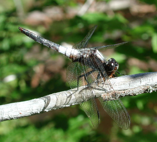 Photo of Libellula julia