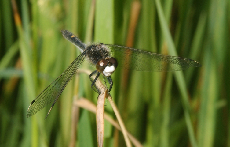 Photo of Leucorrhinia intacta