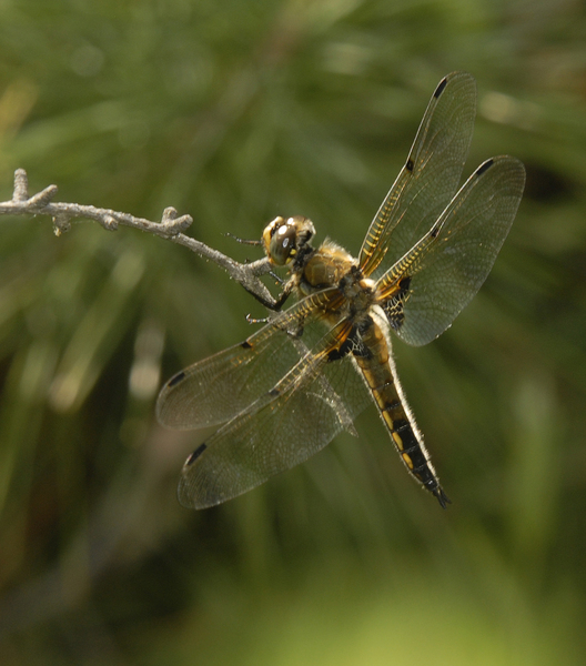 Libellula