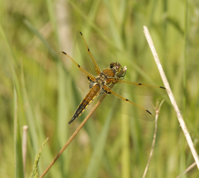 Libellula