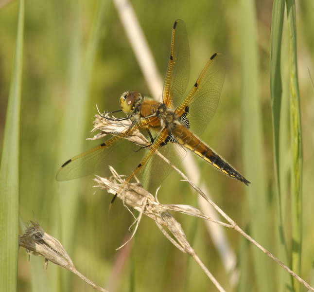 Libellula