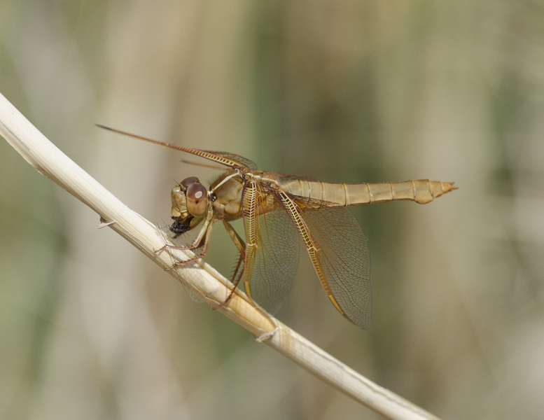 Libellula