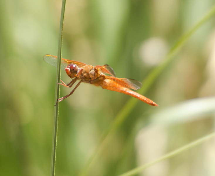 Libellula