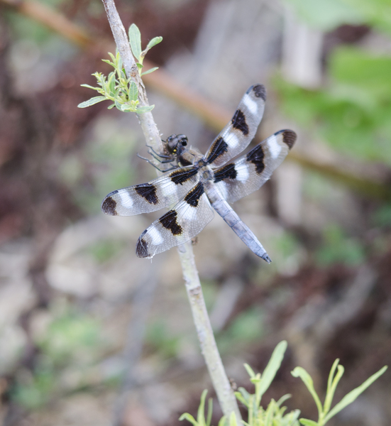 Libellula